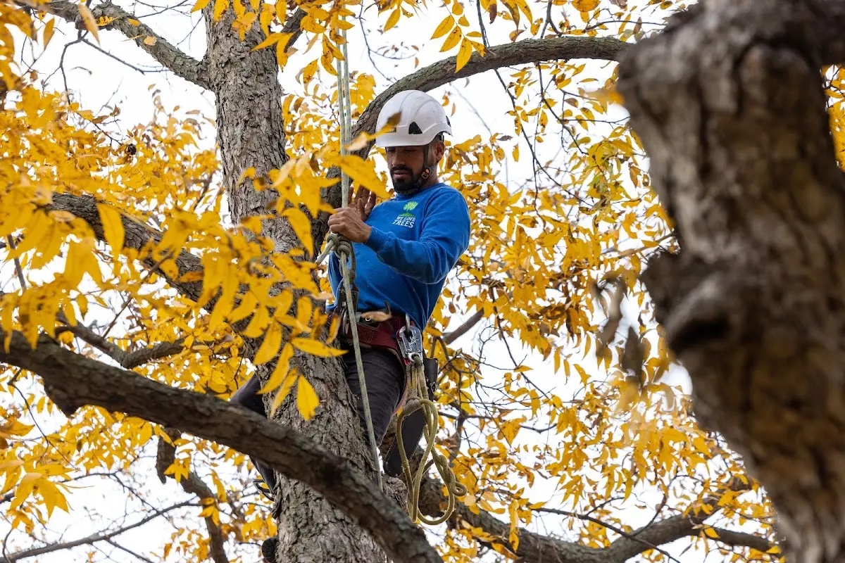 Skilled Tree Trimming crew working in Keyesport